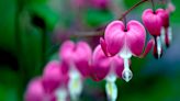 When to cut back bleeding hearts – prepare shade-loving dicentra for winter