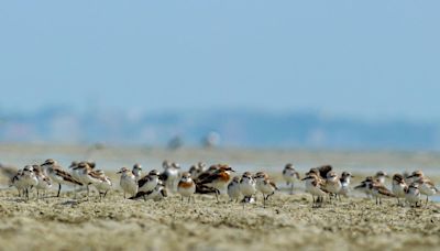 Study highlights decline in over-summering shorebirds along Ramanathapuram coast