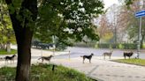 Ukraine: Displaced dogs and cats form orderly queue after feeding station installed in Kramatorsk