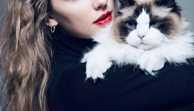 Meet Benjamin Button, Taylor Swift’s cat and star of her Harris endorsement