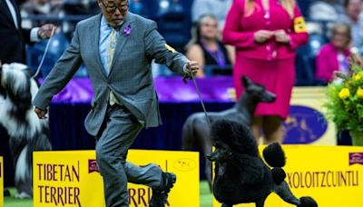 Miniature poodle Sage wins best in show at Westminster Kennel Club dog show | CBC News