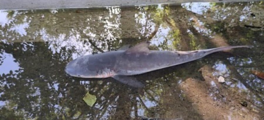 How did this bull shark end up in a New Orleans neighborhood?