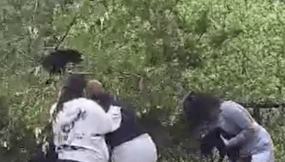 Group captured on video yanking bear cubs from trees for selfies