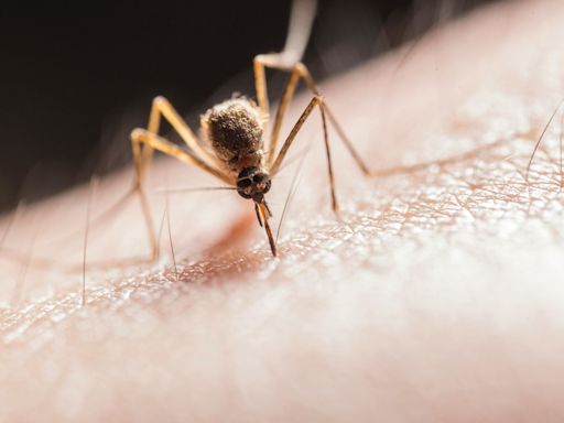 屍蚊遍野！嘉義男滑手機遭蚊子群狂叮 110隻蚊屍震撼畫面曝