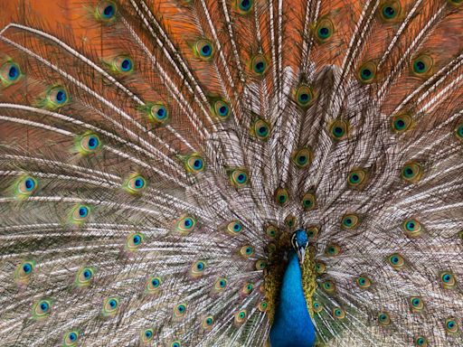 A peacock — yes, a peacock — is loose in Saginaw Township. You’ll never guess why.