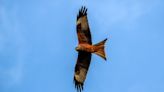 More onshore wind farms in Wales unlikely to halt red kite recovery – study