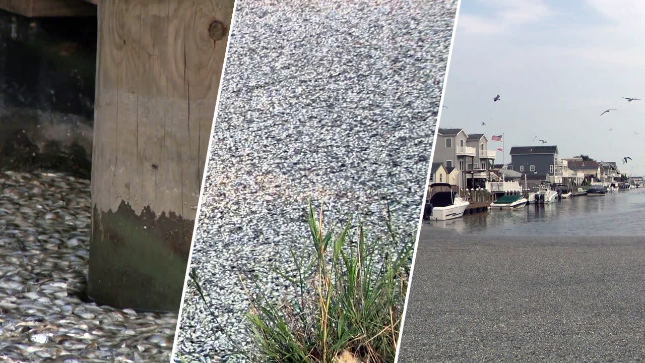 Dead fish by the thousands cause big stink in small Jersey Shore town