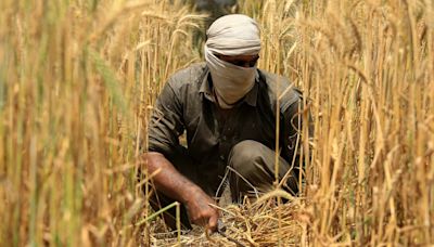 Why are Pakistan’s wheat farmers protesting against the government?