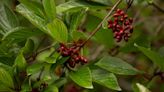 Berberine supplement may help manage blood sugar levels for prediabetics: RCT