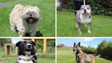 Darlington Dogs Trust: 5 beautiful dogs looking for a forever home this month