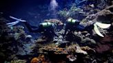 Un zoológico holandés crea el Arca de Noé de coral para preservar los arrecifes en peligro de extinción - Diario El Sureño