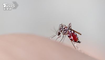 O型血注意！醫揭「蚊子最愛8種人」 網驚：中一半以上│TVBS新聞網