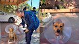 Juanchito, el perrito abandonado por Caffenio en Tijuana es adoptado por hija de Julio César Chávez