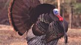 Missouri hunters harvest more than 47,000 turkeys in spring season, among recent best