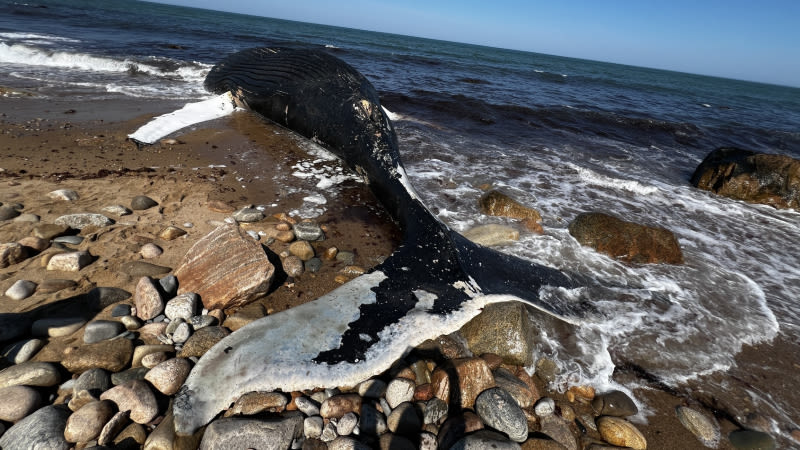 Dead whale washes up on Block Island; experts recommend keeping a distance