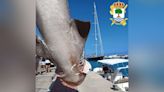 Increíble hallazgo en Altea: aparece una cañabota de casi 5 metros, uno de los tiburones más grandes del Mediterráneo