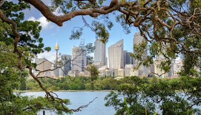 Sydney's tree wars: Greed and harbour views fuel vandalism