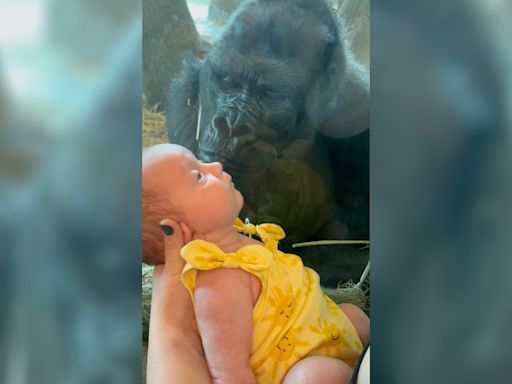 Gorilla kisses newborn baby through glass at zoo