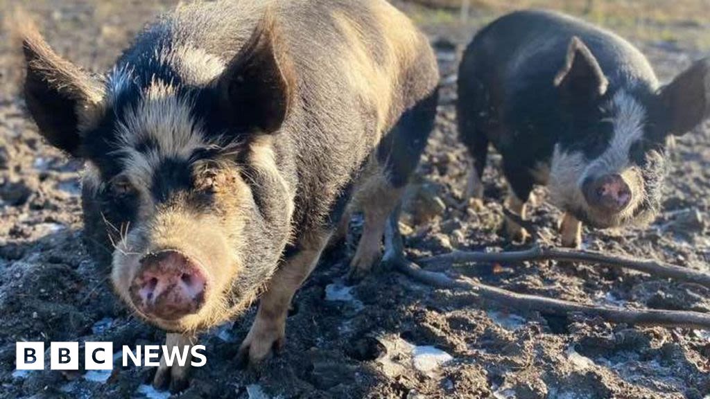 Threatened pigs saved after Huddersfield sanctuary's appeal