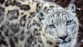 'Love at first sight': Toronto Zoo's white leopard Jita pregnant for first time