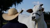 She's the world's most expensive cow, and part of Brazil's plan to put beef on everyone's plate