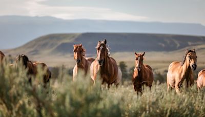 Pet-Friendly 90-Acre Montana Horse Ranch Offers Animal Lovers the Vacation of a Lifetime