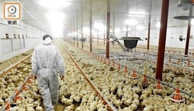 美國部分地區爆高致病性H5N1 港暫停進口禽類產品