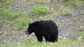 Beyond Local: 'It was game over' for brazen black bear seeking campers' food in Kananaskis Country