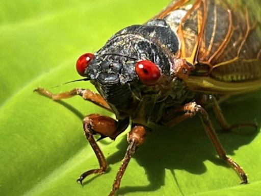 Deep fried, sautéed or baked: As billions of cicadas emerge, Missouri Botanical Garden to host public taste testing