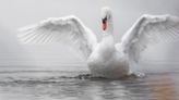 ‘Ugly duckling’ Ruffer sticks by market crash predictions