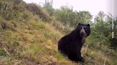La misión para salvar al oso andino en lo más profundo del bosque nublado de Perú