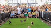 Running of the Chihuahuas at the Wharf is back for 12th year