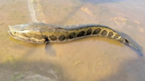 Dept. of Conservation confirms fourth invasive northern snakehead captured in Missouri