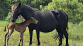 Newborn foal, Elsa humanely euthanized due to health issues