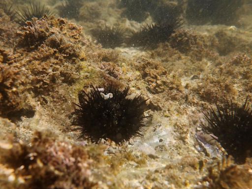 Sea urchins fed waste cabbage to spare Japan’s seaweed forests