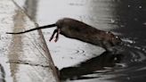 Rodents beware: New York City hires first 'rat czar'