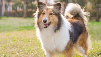 Golden Retrievers Visiting Texas A&M Have Fun Playtime with Canine Mascot