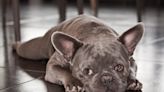 French Bulldog’s Cute Reaction to Belly Rubs From Mom Is Such a Gem