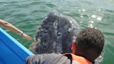 Rare Encounter With Gray Whale in Baja Leaves Tourists Stunned