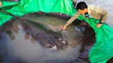 Mekong villagers land heaviest ever freshwater fish