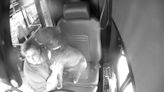 Watch this quick-thinking bus driver save a stray dog on a busy street