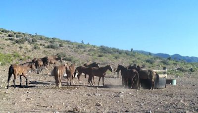 4 wild horses die of injuries, 11 total deaths in roundup north of Las Vegas