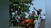 Skydiver Rescued from Tree by Hollis, NH, Firefighters