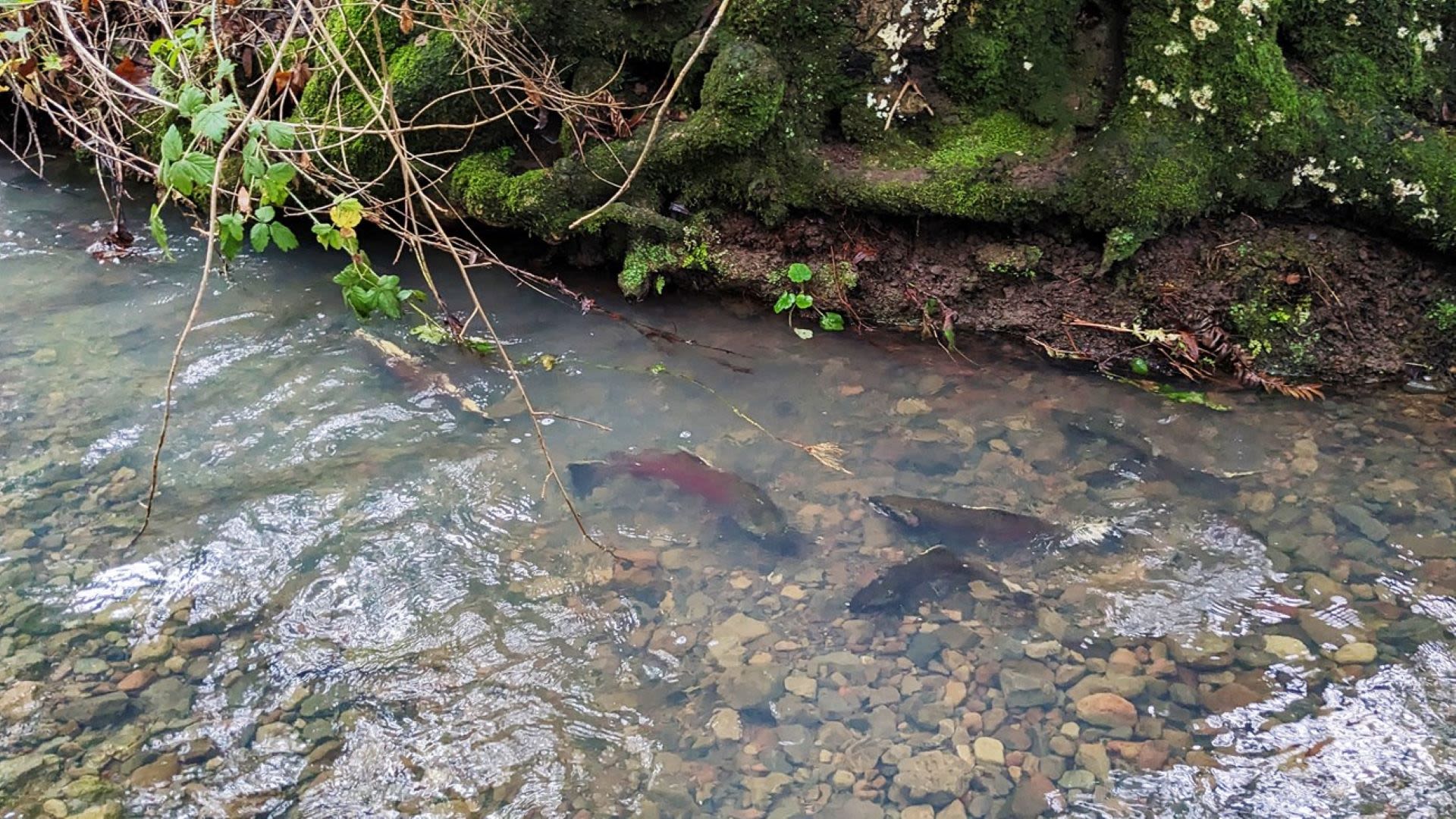 Scientists report 'surprisingly strong return' of endangered salmon species: 'This is significant as we continue our goal of improving habitat in these watersheds'