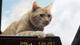 Goose The Cat: What To Know About The Marvels Breakout Star In Real Life