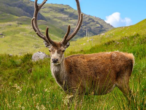 Celebrity stag put down after tourists feed it croissants and Rice Krispies