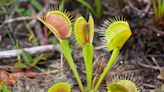 This rare plant only grows in the Carolinas. How we can help protect it. | Opinion