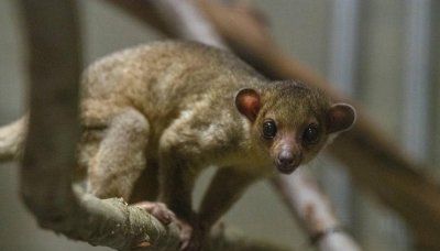 Watch: Kinkajou found at Washington rest stop gets temporary zoo home