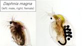 Researchers reveal how genetically identical water fleas develop into different sexes