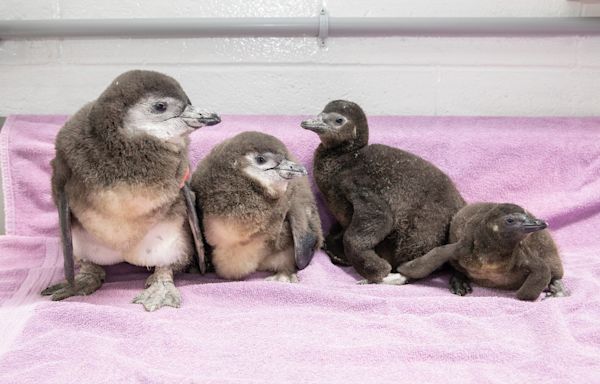 New England Aquarium welcomes 4 new penguin chicks hatched this spring (Photos, Video)